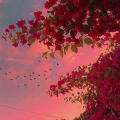 Cây hoa giấy (prod.Gaumeobeou)