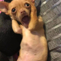 Tiếng chim Sâu Xanh gọi bầy -  www.tiengdong.com