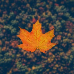 It's Fall