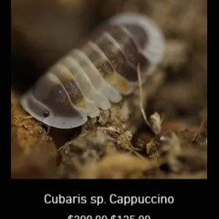 never meanbt not doing the full thang