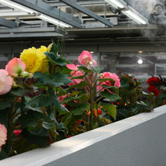 The Early Bird Show w/ PAM 210825