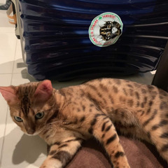 ［inst］blur (prod.ilya)