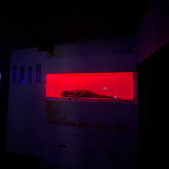 Jossy Mitsu - 10 November 2025