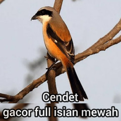 Cendet Gacor Full Isian Mewah