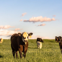 Tele-Medicine Changing the Way Producers Connect With Vets