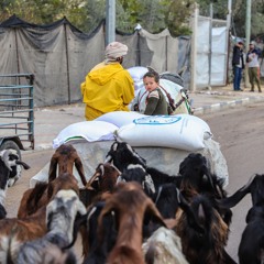 FAO Brief – 26 May 2025
