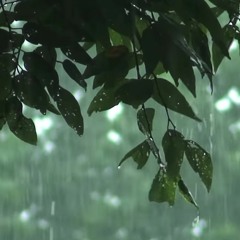 Rainstorm Sounds for Relaxing_ Focus or Deep Sleep _ Nature White Noise _ 8 Hour Video(MP3_320K).mp3