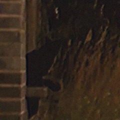 black cat