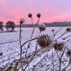 Frost On The Fields