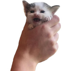 leave him look like wat uhhh gomi song thx gomi