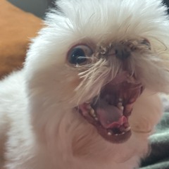 FEMALE + DJ CONTEST - RIOT COLLECTIVE x DROPZI RECORDS