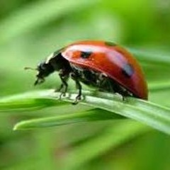 Ladybug