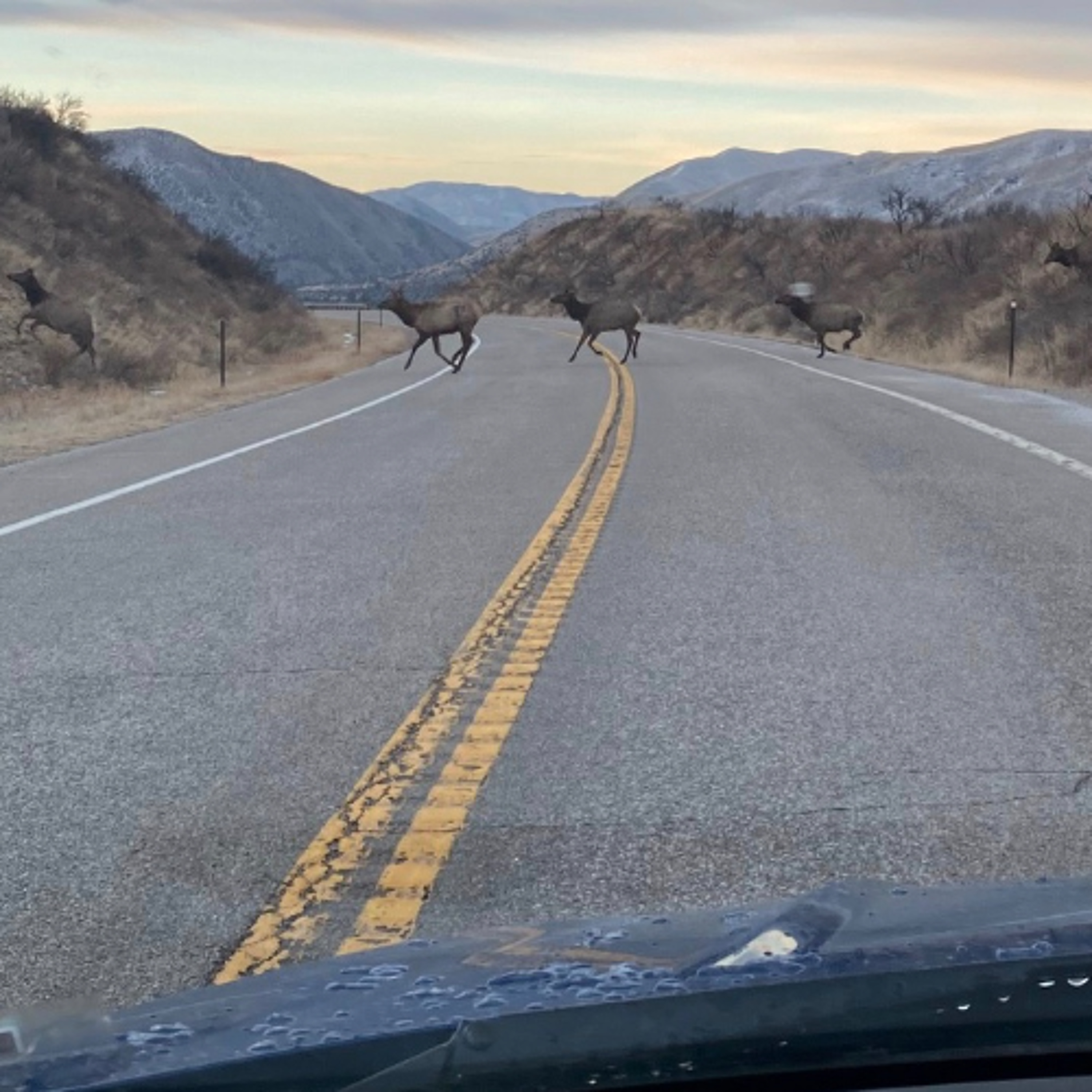 Drivers beware big game on the road Drivers beware big game on the road