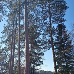 David Collins the best of