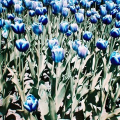 Color