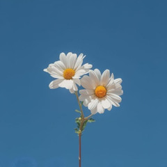 DAISIES