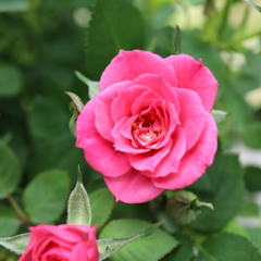 Hello Dolly (Louis Armstrong)