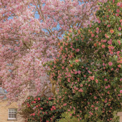 jungkir balik (short cover)