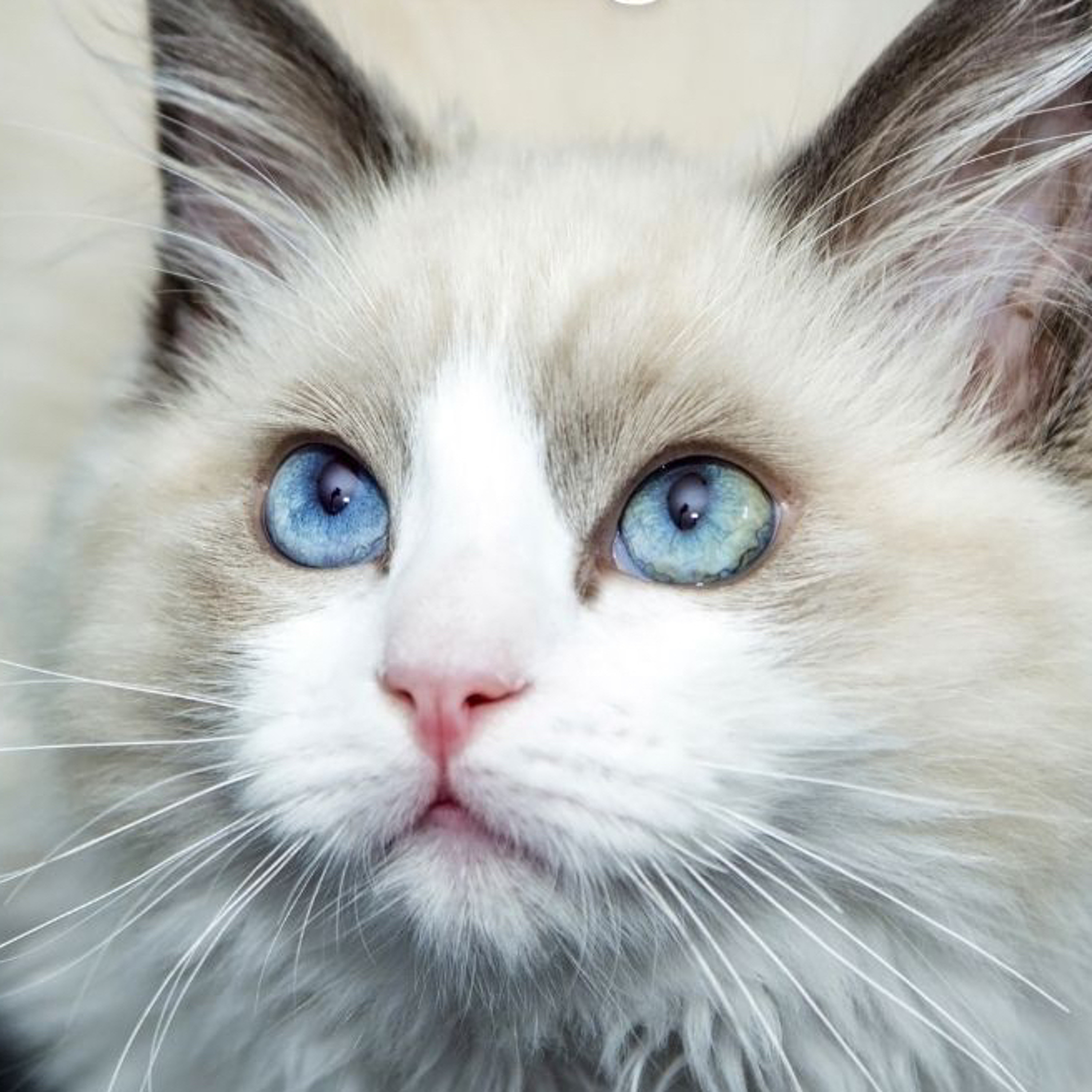 Há gatos e Gatos