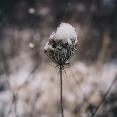 In The Bleak Midwinter (trad., arr. Vincent Schiela)