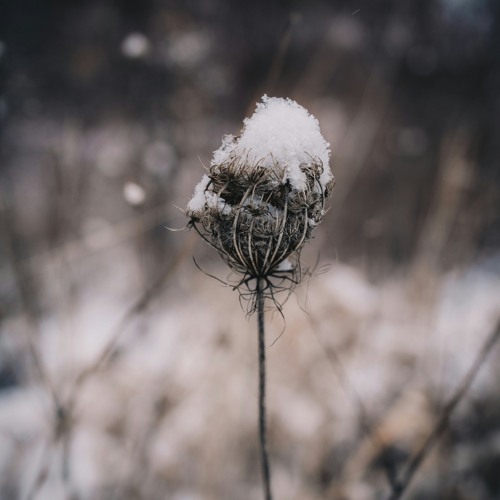 In The Bleak Midwinter (trad., arr. Vincent Schiela)