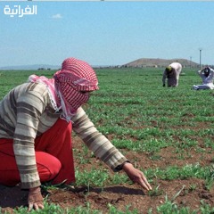 المحاصيل الشتوية في الريف الغربي بدير الزور