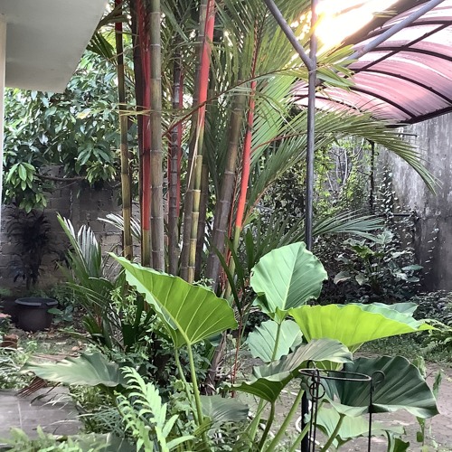 Pinkpantheress Snippet