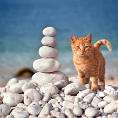 lost kittens on a pebbled beach