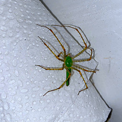 brat but it's a spider perfectly illegal boy crazy