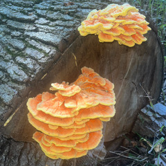 november morning mix