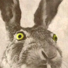 Sensing Owls . Demo.Inc remix