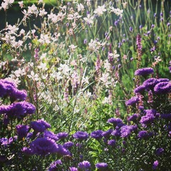 Why would we want nature in the city anyway?