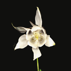 Long Singing (Remastered)