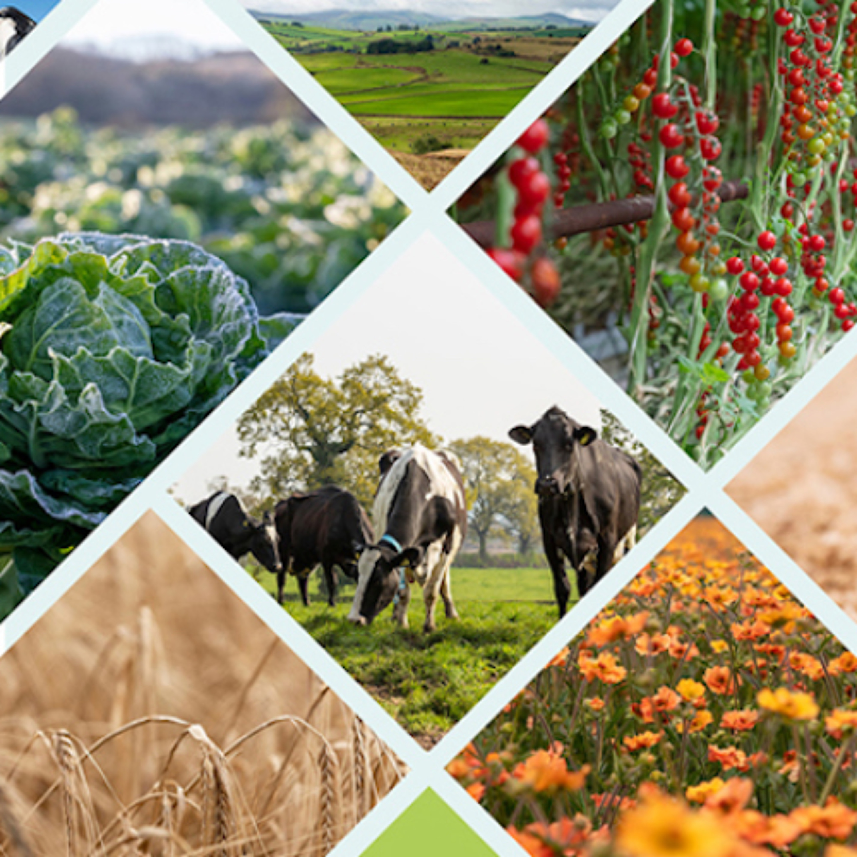 How the market created Britain's lamentable food and farming situation