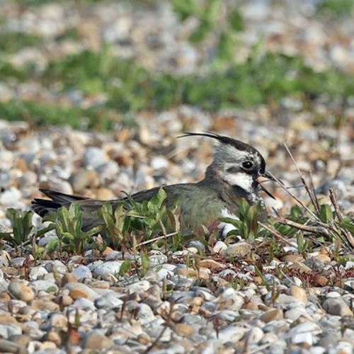 Stream Lapwing - female calling from nest by RX.nature | Listen online ...