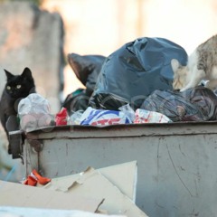 Camden Project - Cats Wrestling In Garbage