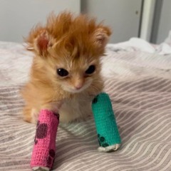 the boy who could fly live