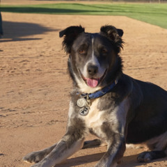 dodger