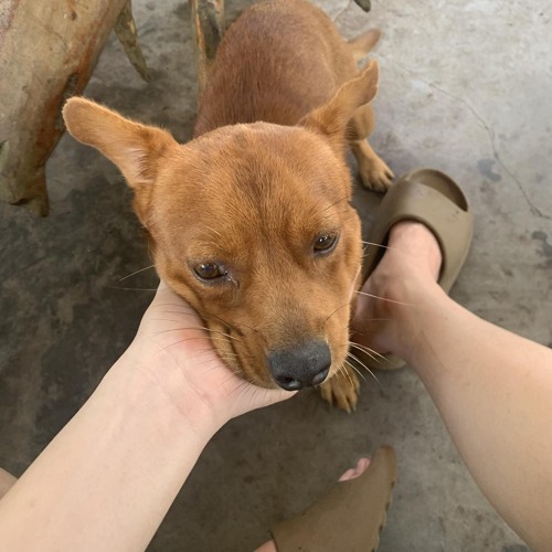 NST - Phù Sa Tươi Căng