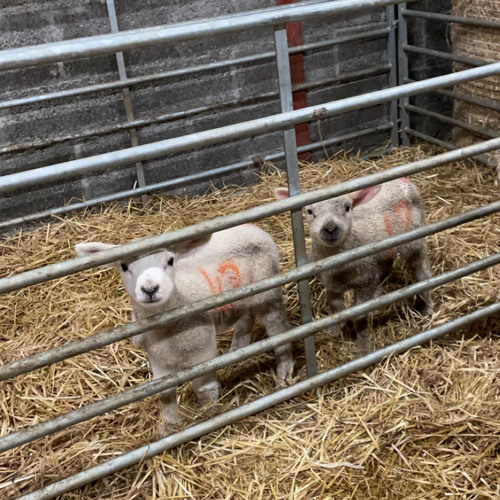 Switch Disco - REACT X🤟