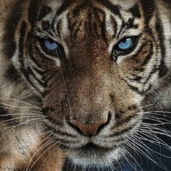 Tiger Eyes