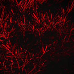 CODECAST X - LUME - Engagement