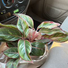 imtiredcoverlabrinth