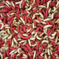 caterpillars and cocaine