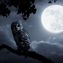 Hibou ft Bloom