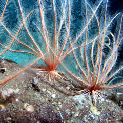 Mojamau5 - Echinoderma