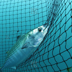 Thigh Highs and Fishnets KOJICALI x KIMO (prod. Chupi)