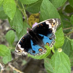 pretty butterflies.wav