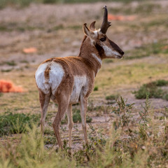 Panhandle Afield: Pronghorn