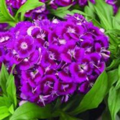 Forgive Me My Liege ~ Dianthus Influence